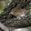 House Wren - Wyoming (Cheyenne)