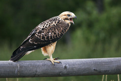 Swainson's Hawk (juvenile) - Wyoming (Cheyenne)