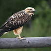 Swainson's Hawk