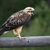 Swainson's Hawk (juvenile) - Wyoming (Cheyenne)