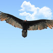 Turkey Vulture