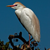 Wading Birds