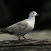 Pigeons and Doves
