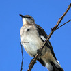 Northern Mockingbird