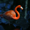 Caribbean Flamingo