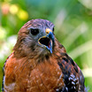 Diurnal Raptors