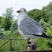 He landed about three feet away from me, wanting to join me for lunch at the Detroit Zoo food court.