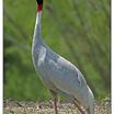 Sarus Crane