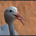 Blue Crane