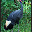 Gray Crowned-Crane