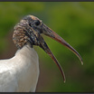 Wood Stork