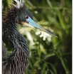 Tricolored Heron