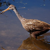 Limpkin