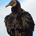 Black Vulture