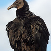 Black Vulture