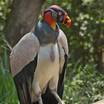 King Vulture