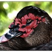 Muscovy Duck