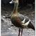 Plumed Whistling-Duck