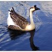 Swan Goose