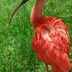 Scarlet Ibis