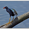 Purple Gallinule