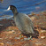American Coot