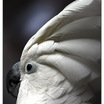 White Cockatoo