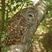 Barred Owl