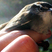 Bewick's Wren