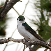 Violet-Green Swallow - Wyoming (Guernsey)