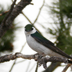 Violet-Green Swallow - Wyoming (Guernsey)