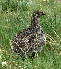 Female Sage Grouse - Wyoming