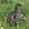 Greater Sage-Grouse