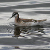 Wilson's Phalarope - Colorado