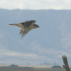 Prairie Falcon