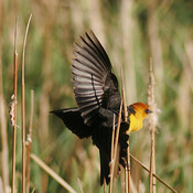 Yellow-headed Blackbird - Wyoming (Cheyenne)