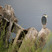 Black-Crowned Night-Heron - Wyoming (Cheyenne)