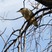 Black-Crowned Night Heron - Wyoming (Cheyenne)