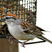 Chipping Sparrow - Indiana