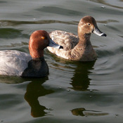 Redhead (male and female) - Wyoming (Cheyenne)
