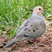 Mourning Dove - Indiana