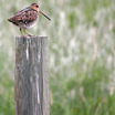 Wilson's Snipe - Wyoming (Cheyenne)