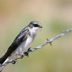 Tree Swallow - Wyoming