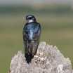 Tree Swallow - Wyoming