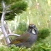 Green-tailed Towhee - Wyoming