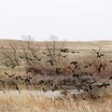 White-faced Ibises in flight - Wyoming