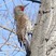Northern "Red-shafted" Flicker (male) - Wyoming (Cheyenne)