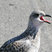 Ring-billed Gull (juvenile) - New York