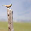 Larks
