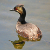 Eared Grebe